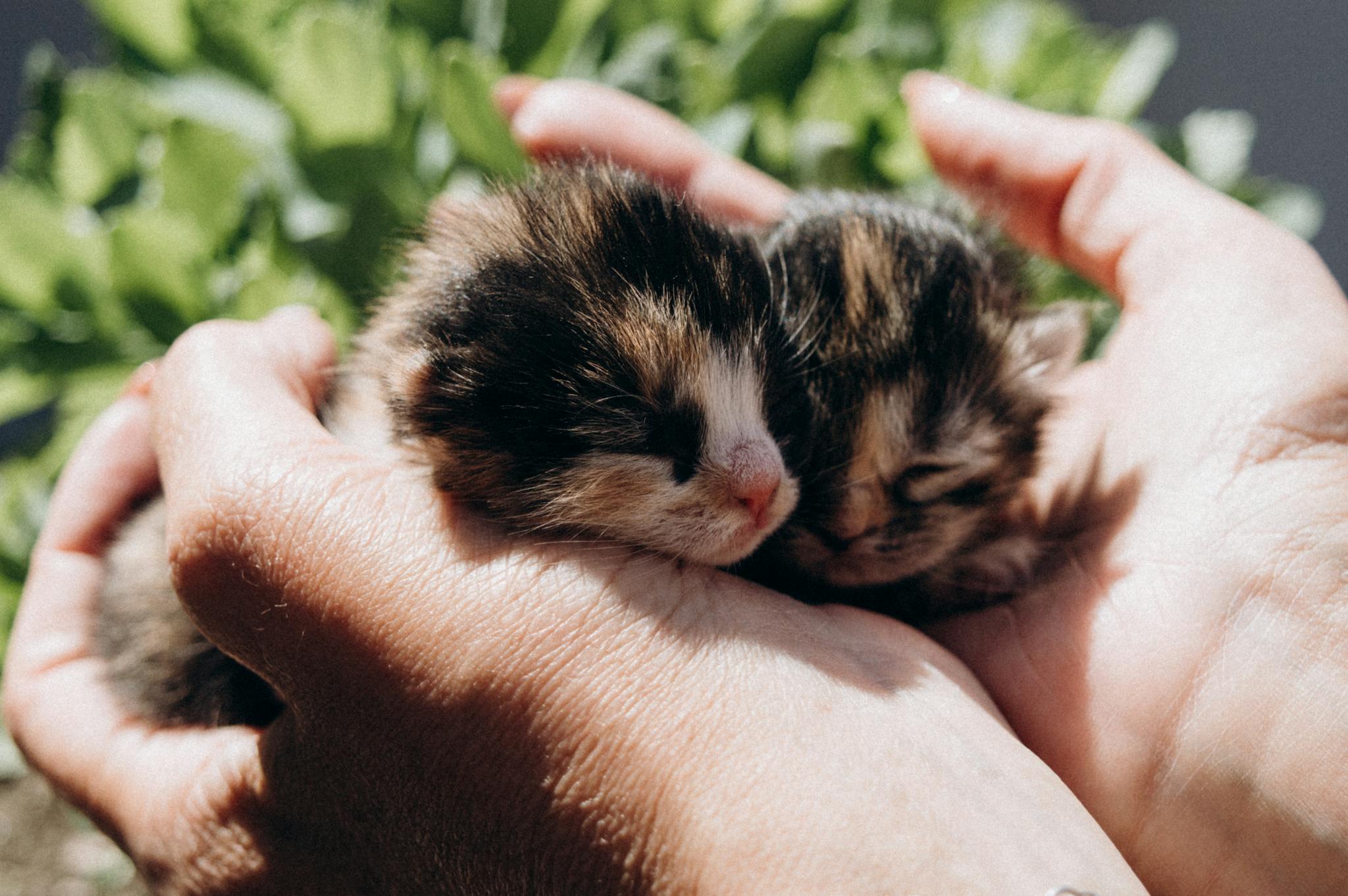 Two adorable kittens snuggled in human hands outdoors in Ukraine. Perfect for animal lovers.